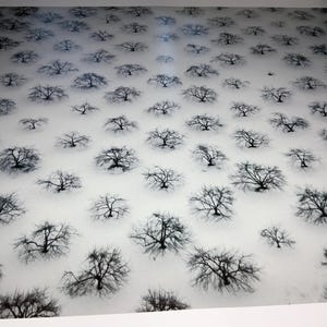 May include: An aerial view of a field of trees with bare branches, set against a white background. The trees are evenly spaced and create a repeating pattern.