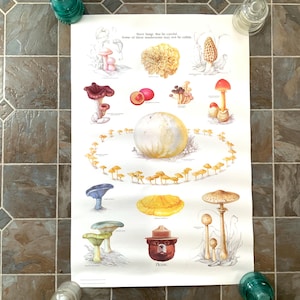 Vintage Smokey Bear Poster: National Forest Service, Mushrooms & Nature (20&quot;x30&quot;)