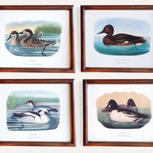 Antique Ducks Art Prints | Framed Duck Breeds Illustrations | Wall Art - Set of Four Vintage Illustrations (Framed or Unframed)