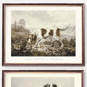 Jagdhunde Kunstdrucke | Fasan und Rebhuhn Illustrationen | Vintage Hunt Wandkunst - Set von zwei