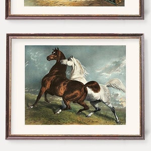 Polo Pony Art Prints | White & Brown Horses Wall Art | Antique Prints of Victorian Horse Paintings - Set of Two Equestrian Illustrations