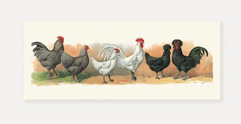 Old Print Set Rooster Chicken Wall Art Rustic Kitchen Decoration Hen /& Chicken Art Prints Antique Cocks Lithograph Rooster Poster