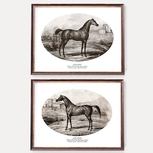 Polo Horse Prints | Antique Italian Horse  Illustrations  | Old Equestrian Wall Art - Set of Two Black & White Prints