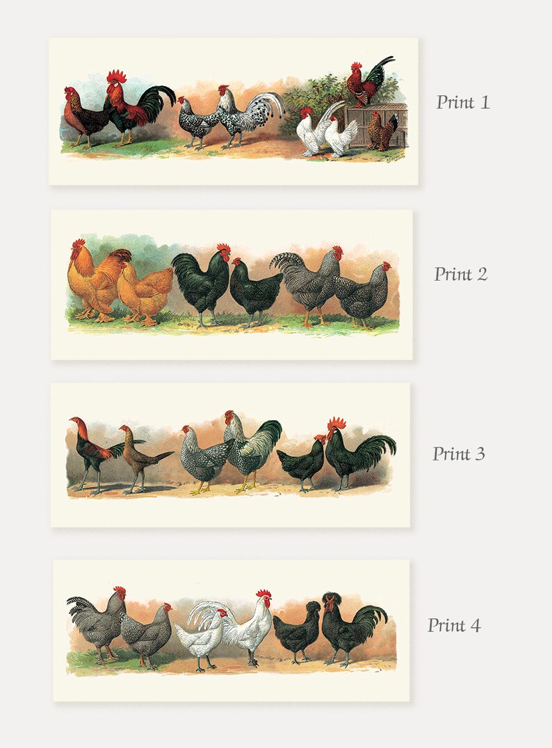 Old Print Set Rooster Chicken Wall Art Rustic Kitchen Decoration Hen /& Chicken Art Prints Antique Cocks Lithograph Rooster Poster