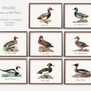Antieke eendenkunstafdrukken | Illustraties van eendenrassen | Muurkunst wilde eend: set van acht vintage prints