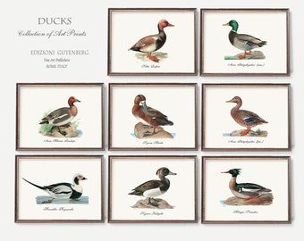 Impresiones de arte de patos antiguos / Ilustraciones de razas de patos / Mallard Wall Art - Conjunto de ocho grabados vintage