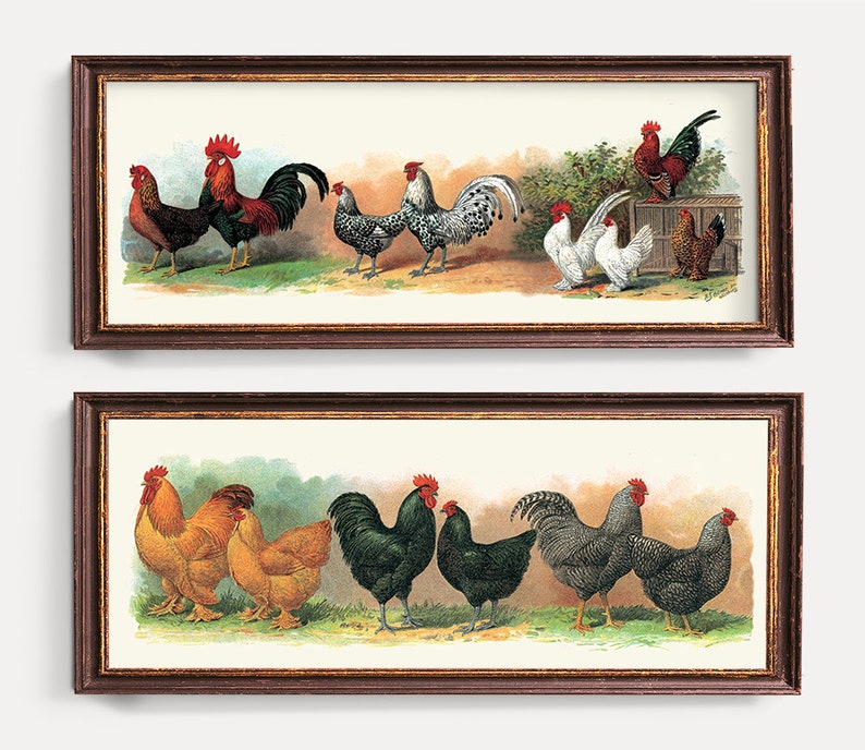 Old Print Set Rooster Chicken Wall Art Rustic Kitchen Decoration Hen /& Chicken Art Prints Antique Cocks Lithograph Rooster Poster