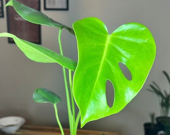 Monstera Deliciosa Split Leaf | Beautiful Roots | Starter Plant | Easy to grow | Propagation Station | House plant