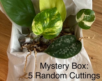 Mystery Box Cuttings• House Plants Starter Kit• Monstera•Pothos•Maranta•Philodendron•Perfect Gift