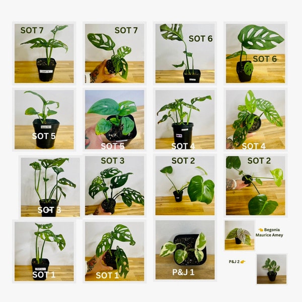 Plants for Sale Etsy