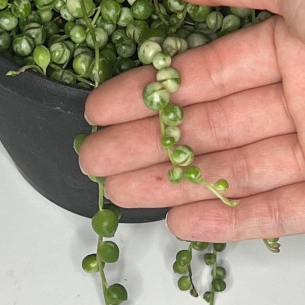 String of Hearts Etsy