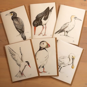 Lot de cartes de voeux Oiseaux de mer