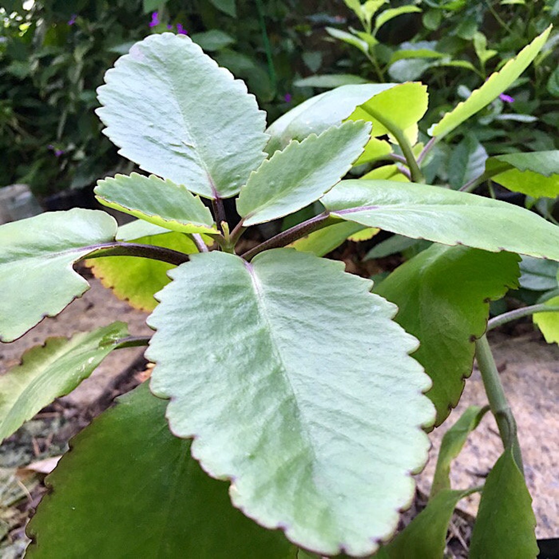Leaf of Life Bryophyllum Pinnatum Medicinal Herb for Etsy