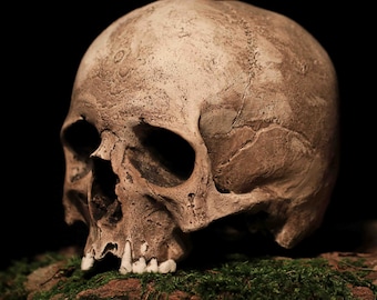 Human skull replica Sargas
