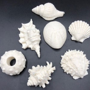 May include: An assortment of white seashells in various shapes and sizes, including conch, scallop, and urchin shells. The shells are arranged on a dark surface, showcasing their intricate textures and natural forms. Ideal for coastal decor or craft projects.