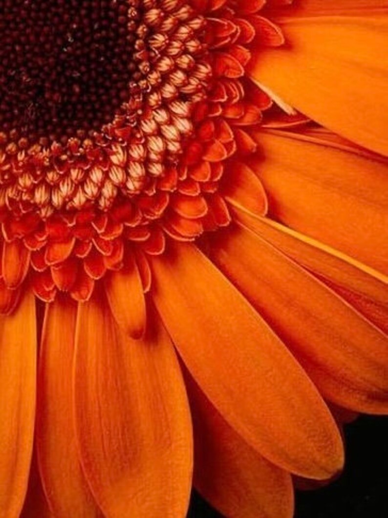 Orange Collage Kit Orange/white Aesthetic Wall Collage Kit Etsy