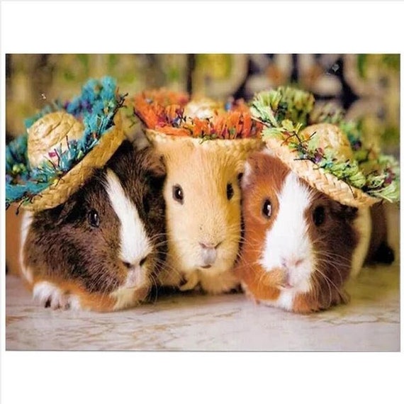 5D Diy Diamond Painting Kits Cute Guinea Pigs Diamond Painting