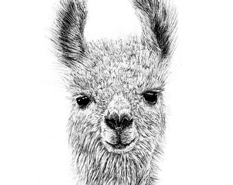 Lama illustratie - dier - Giclée print