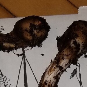 May include: Three brown and white mushrooms with a dark brown coating on a white surface.