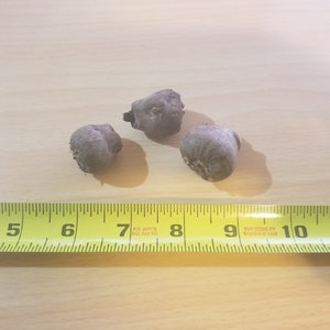 May include: Three brown, dried, seed pods on a wooden surface with a yellow measuring tape. The tape measures 11 inches.