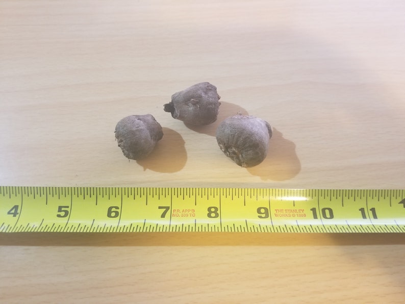 May include: Three brown, dried, seed pods on a wooden surface with a yellow measuring tape. The tape measures 11 inches.