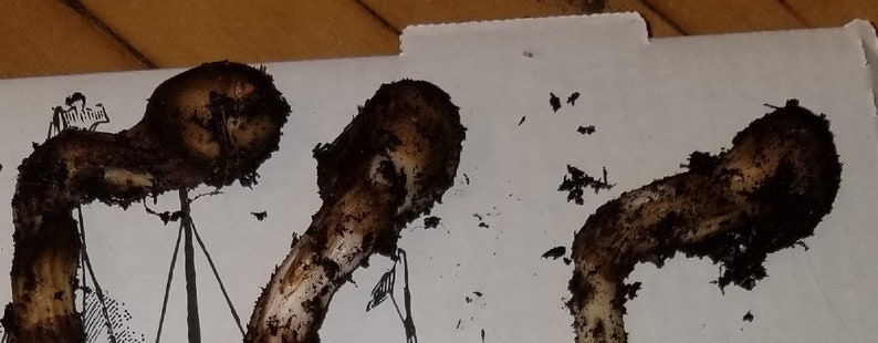 May include: Three brown and white mushrooms with a dark brown coating on a white surface.