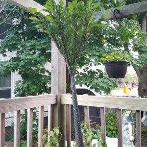May include: A large, dark green plant with a thick, black stem growing in a large pot on a wooden deck. The plant has multiple leaves that are arranged in a spiral pattern. There are three smaller plants in pots around the base of the large plant.