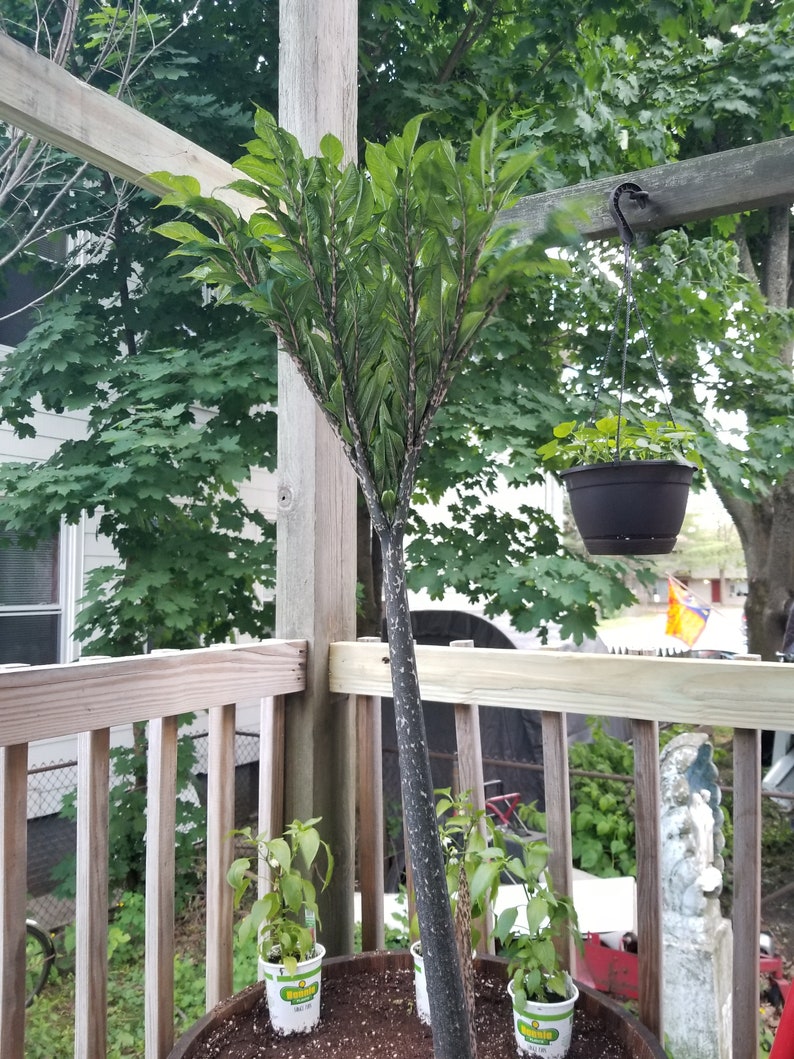 May include: A large, dark green plant with a thick, black stem growing in a large pot on a wooden deck. The plant has multiple leaves that are arranged in a spiral pattern. There are three smaller plants in pots around the base of the large plant.