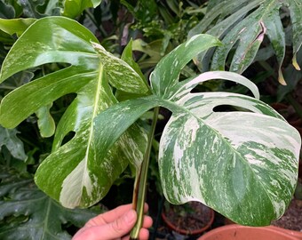 Zamioculcas Zamiifolia Black Zz Raven Etsy Ireland Zamioculcas Zamiifolia Black Zz Raven Etsy Ireland