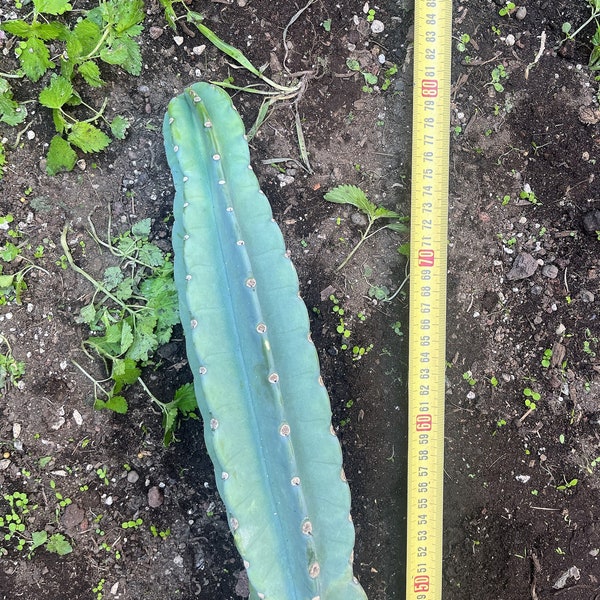 BIG CUT - Peruvianus Apple Cactus-Cerus Repandus 80 cm-1 metro de longitud