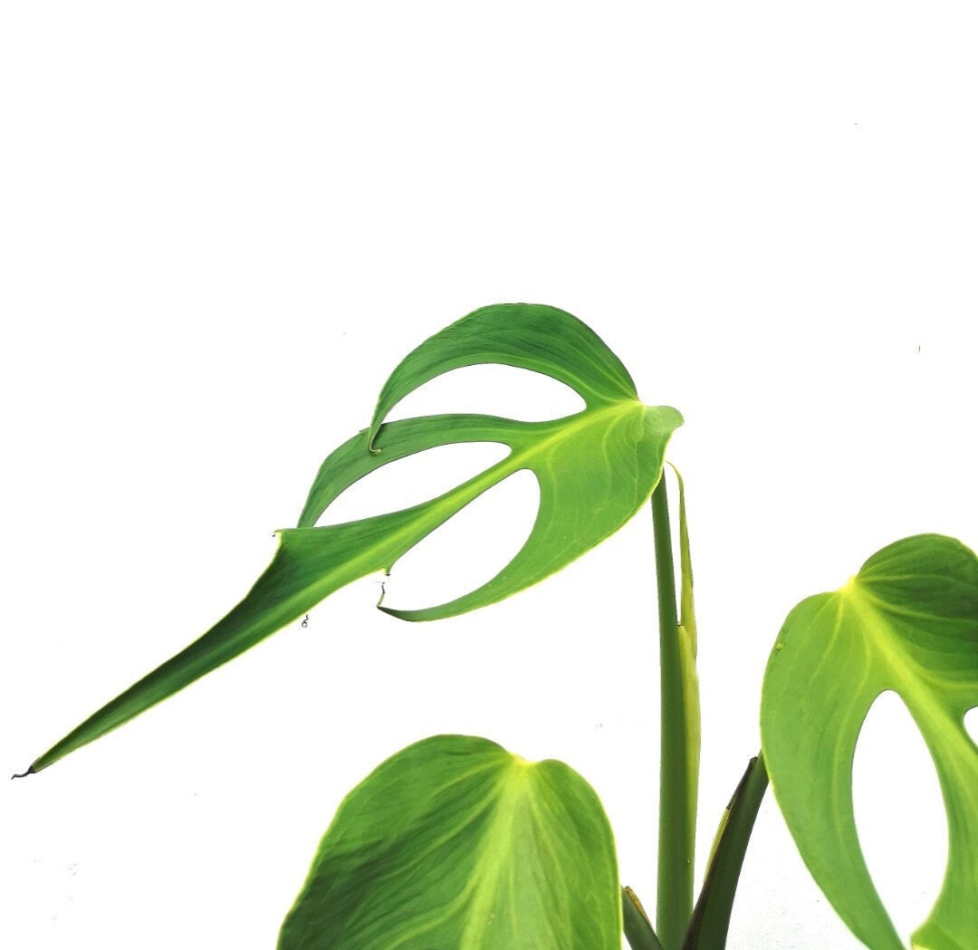 Rare Monstera Dilacerata Burle Marx Flame FEUILLES À COUPER Etsy France