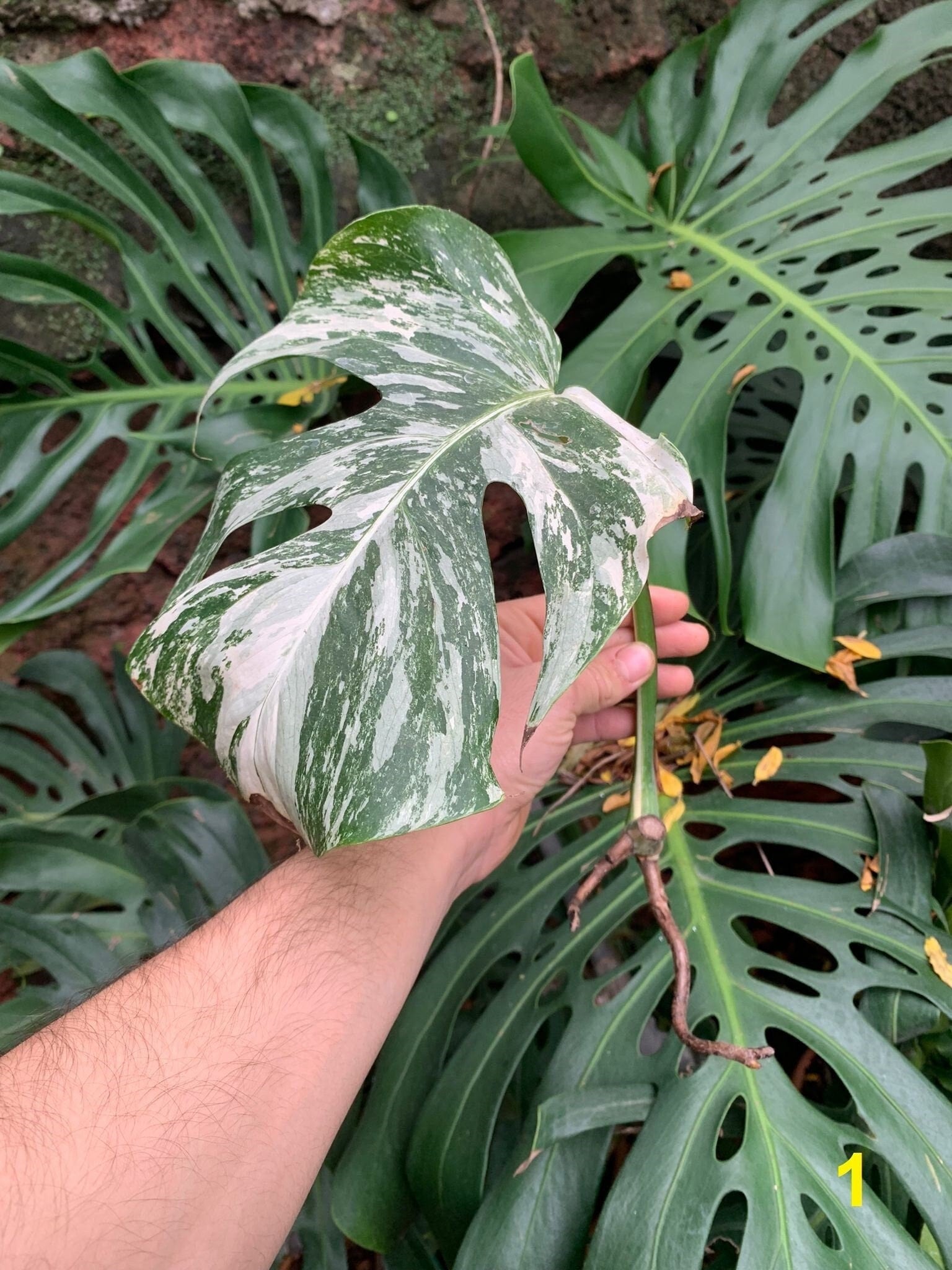 Monstera Monstera Bont Variegata SNIJDEN - Nederland