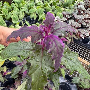 Purple Passion rooted plant in 4” pot - Gynura Aurantiaca - Royal purple velvet plant