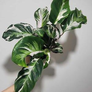 Calathea Stella 4”  New Cultivar