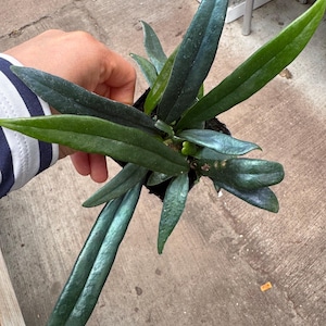 Blue Oil Fern rooted plant - rare Microsorum Thailandicum houseplant - iridescent blue green