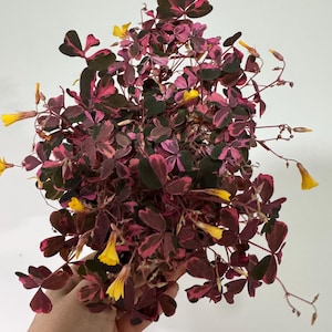 Bicolor Oxalis Vulcanicola rooted  in 4” pot  Triangularis Shamrock plant. bright pink and purple leaves and yellow flowers
