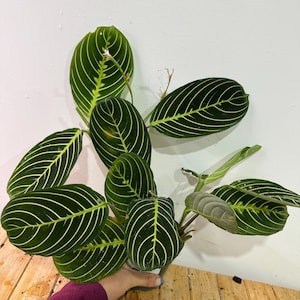 Lemon Lime (Marisela) Prayer Plant rooted in 4” pot