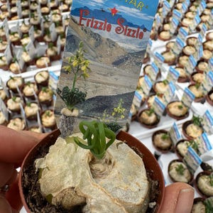 Albuca Spiralis, Augrabies Hills, Frizzle Sizzle, Corkscrew Albuca, Exotic Rare Succulent, Mini Plant, Curly Grass rooted in 2” pot.
