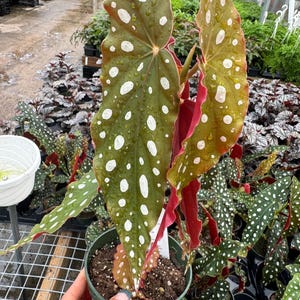 Begonia Maculata plant rooted  in 4”  Polka Dot  Angel Wings- red and green wings with white spots