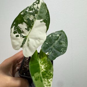 3” Variegated Frydek Alocasia plant pot - rare plant - fully rooted