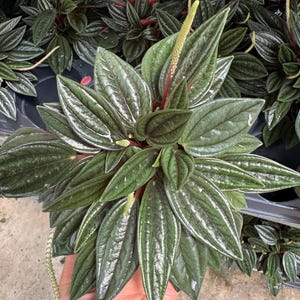 Rosso Peperomia Radiator rooted plant in 4” pot  - dark green pointed leaves - bright red underside - lush Caperata- pet friendly