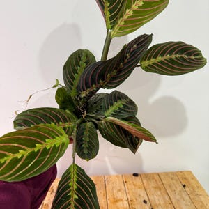 Red Maranta/ Prayer Plant rooted in 4” pot