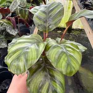 4&quot; Calathea &quot;Fasciata”