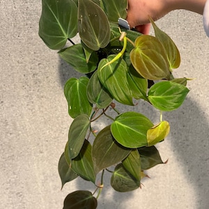 Philodendron Mican 4” pot