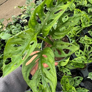 Monstera Adansonii plant rooted in 4” pot - Swiss Cheese plant - low maintenance houseplant