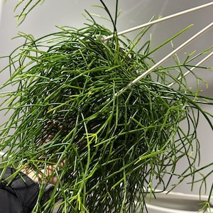 Rhipsalis Cashero rooted plant in 6” hanging basket. Mistletoe plant (darker green and thicker stem/ leaves)
