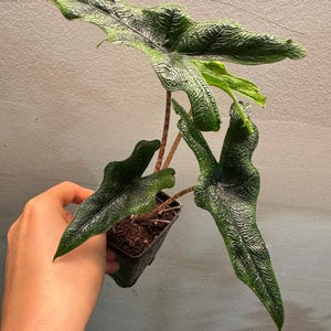 Jacklyn Alocasia in 2.5”  pot - nice size green plant - established houseplant