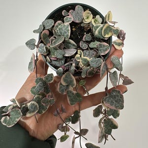 May include: A small potted plant with trailing vines and heart-shaped leaves. The leaves are variegated with green, white, and pink.