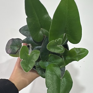 Heart Fern Hemionitis arifolia rooted in 4” pot  - adorable heart leaves houseplant