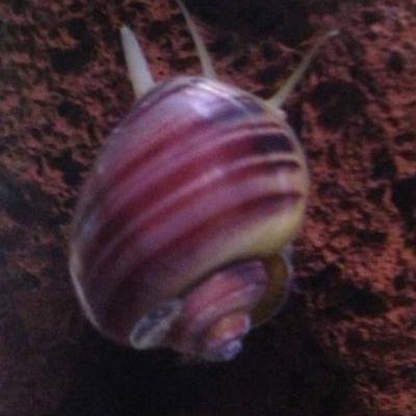 2 Light Striped purple/magenta mystery snails